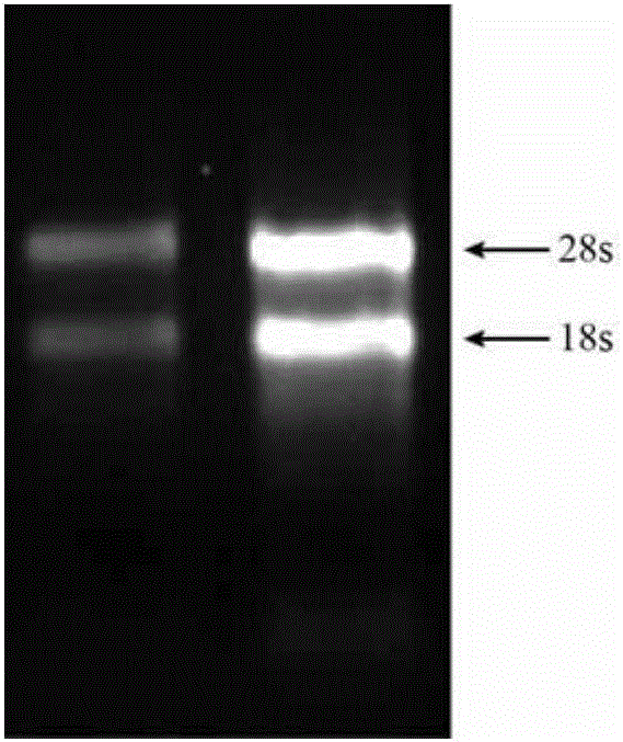 毛果杨PtrZFP103基因及其编码蛋白和应用的制造方法与工艺