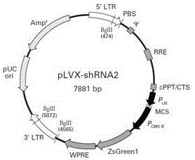 靶向PLCε基因RNA干扰重组慢病毒载体及其构建方法与制造工艺