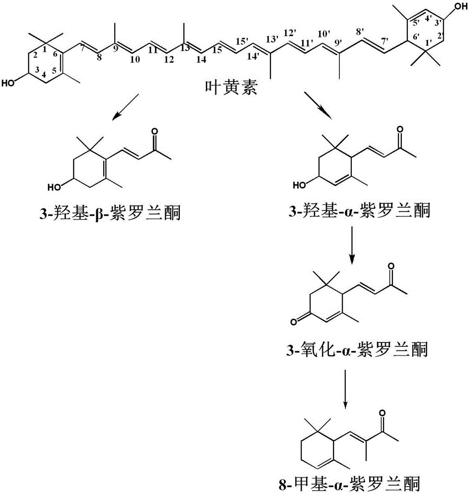 一种生物降解叶黄素生偿2甲基α紫罗兰酮的方法与流程