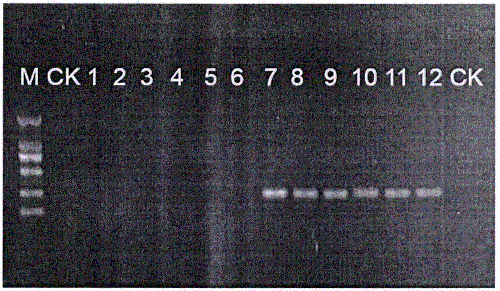 一種獲取rDNA ITS2序列用來對鐵皮楓斗鑒定的方法與制造工藝