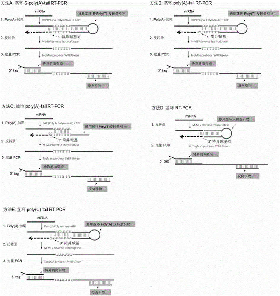一种成熟体mirna表达检测引物设计新方法及其应用与制造工艺