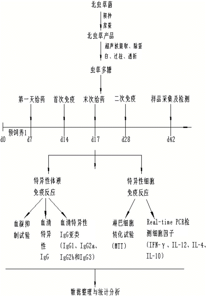 研究北虫草多糖对机体的体液免疫应答和细胞免疫应答反应的方法与流程