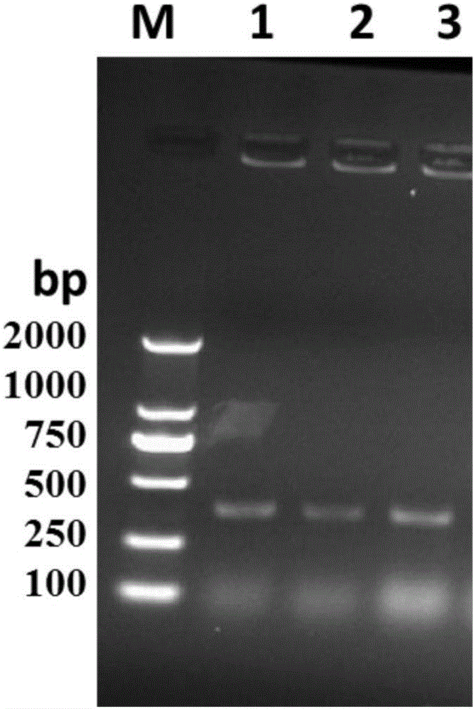 一种用于制备针对甜菜夜蛾caspase‑1大亚基的抗体的方法与制造工艺