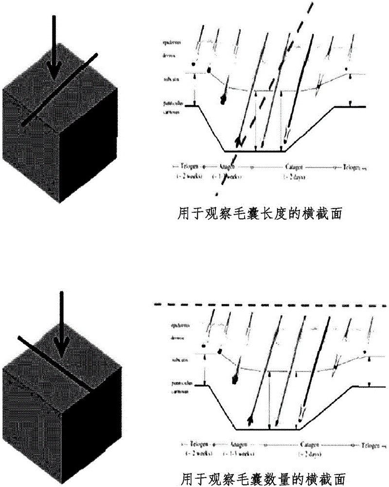 小尺寸干細胞的毛發生長促進功能及其用途的制造方法與工藝