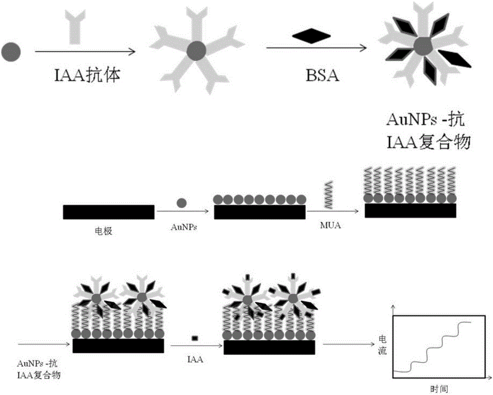 一種活體在線檢測植物生長素的微電極生物傳感器及其應(yīng)用的制造方法與工藝