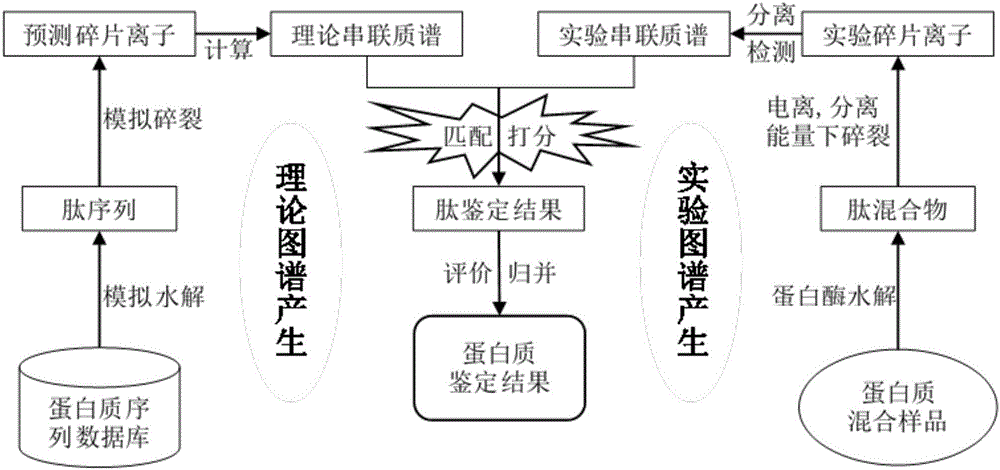 基于多組學(xué)豐度信息的蛋白質(zhì)二級(jí)質(zhì)譜鑒定方法與制造工藝