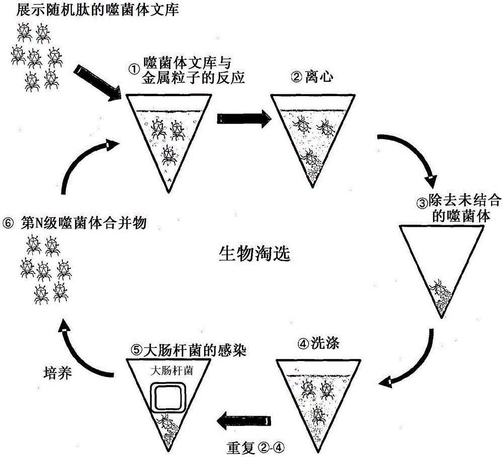 结合稀土材料的肽及其用途的制造方法与工艺