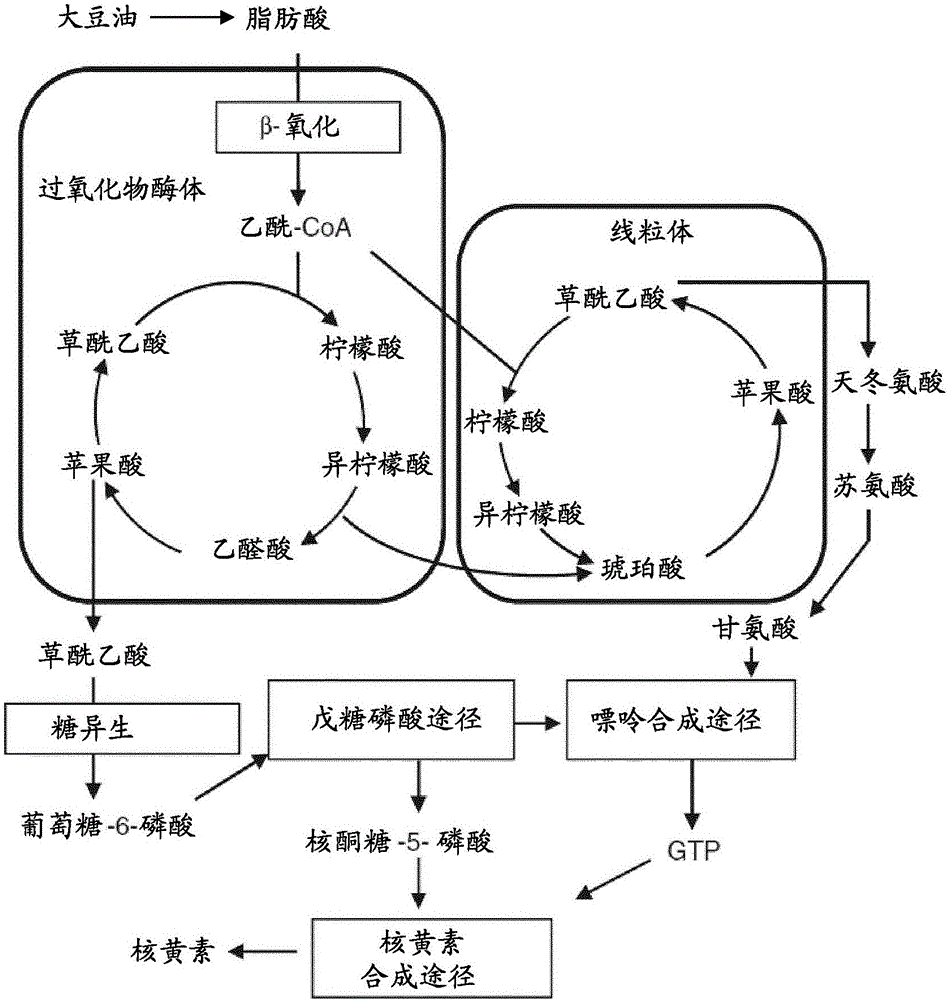 过量表达脂肪酸转运蛋白基因和编码β-氧化途径酶的基因以通过假囊