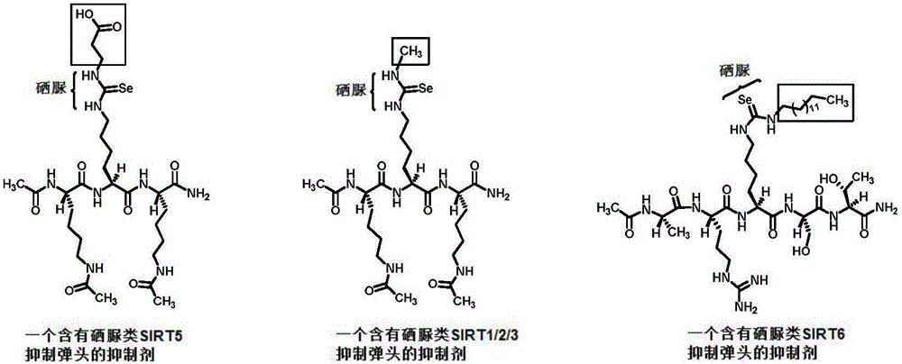 一种含有硒脲类sirtuin抑制弹头的sirtuin抑制剂及其制备方法与制造工艺