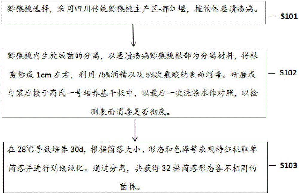 一種獼猴桃根部內生放線菌的分離及其應用的制造方法與工藝