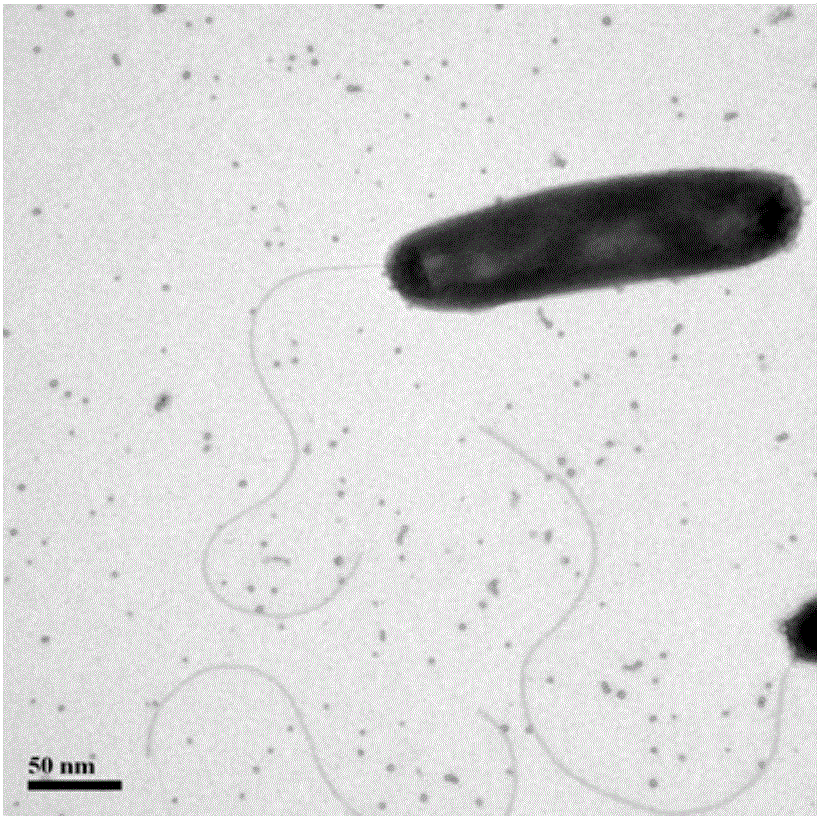 一株赤潮藻裂解细菌YWL1及其应用的制造方法与工艺
