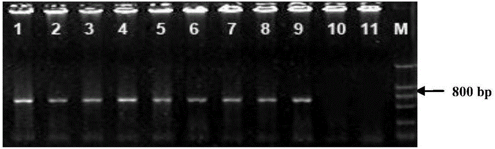 一种植物抗旱相关蛋白EeSnRK2.7及其编码基因和应用的制造方法与工艺