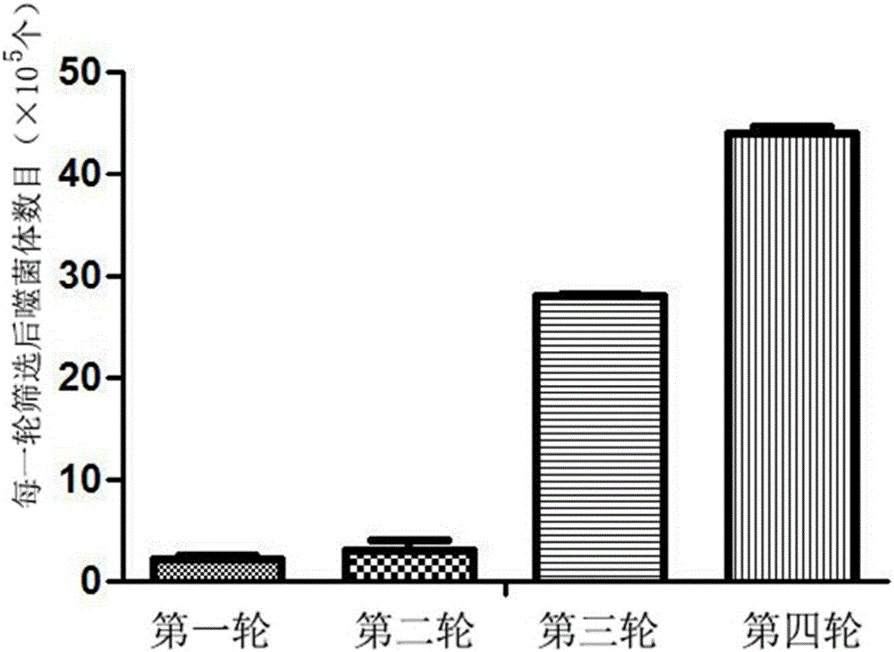 一種絲素親和肽的篩選方法與制造工藝