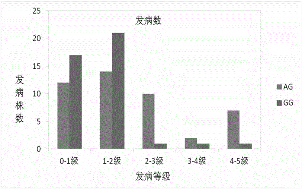 一個(gè)與桃樹(shù)流膠病抗性相關(guān)的SNP分子標(biāo)記的制造方法與工藝