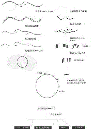 一种全基因组高效基因区富集测序方法与制造工艺