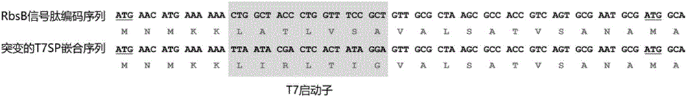 一种基于RbsB信号肽的双功能DNA元件及其应用的制造方法与工艺