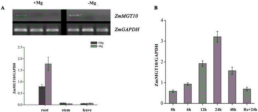玉米低镁条件下特异性转运镁离子基因ZmMGT10及其应用的制造方法与工艺