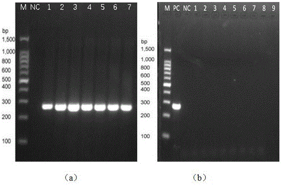 一种快速检测鉴定沙雷菌属的PCR方法与制造工艺