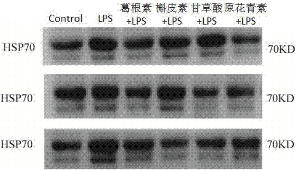 一種用于治療口腔潰瘍的抗炎鎮(zhèn)痛制劑的制作方法與工藝