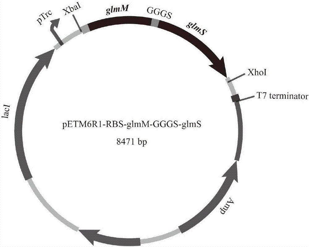 一種高效生產(chǎn)果糖軟骨素的重組大腸桿菌及其構(gòu)建方法與流程