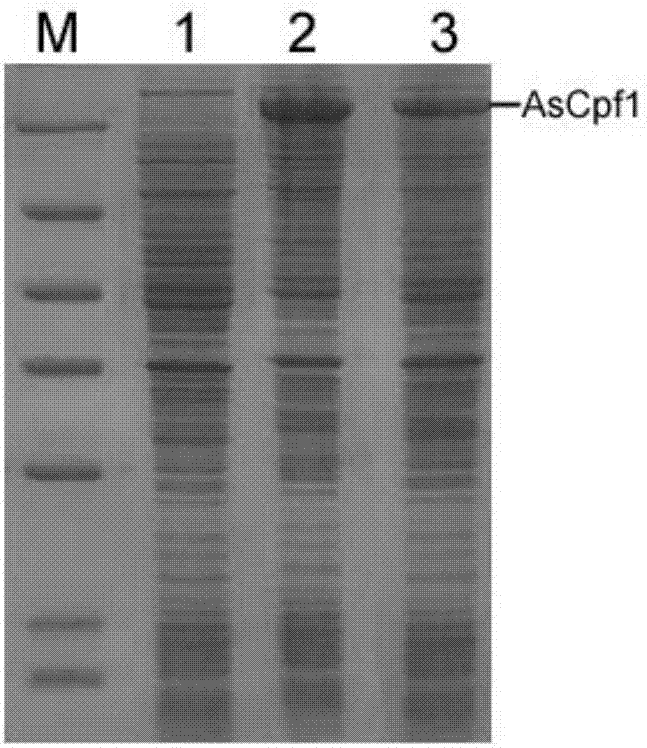 一种AsCpf1突变体蛋白、编码基因、重组表达载体及其制备方法与应用与流程