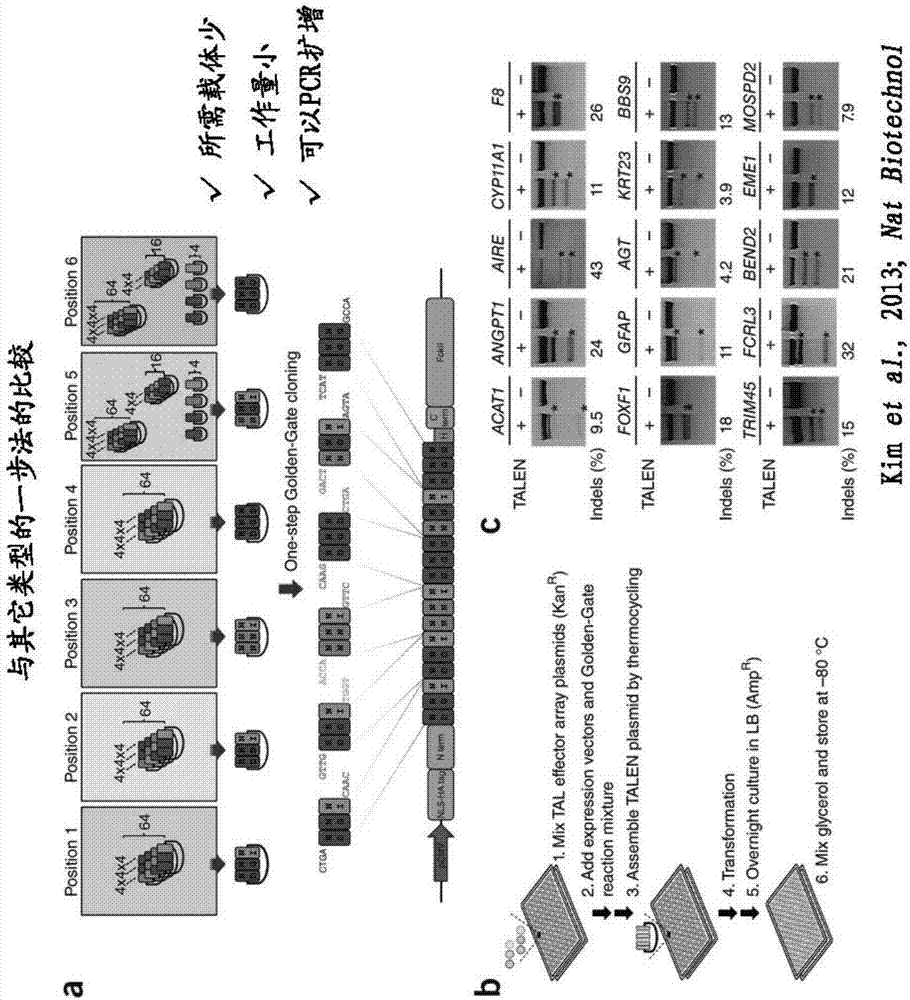 一種TALE重復(fù)序列載體的構(gòu)建方法與流程
