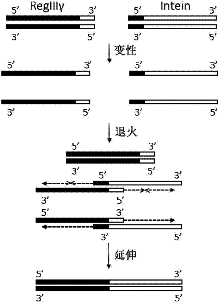 双拷贝EIP表达载体及其构建方法和应用与流程