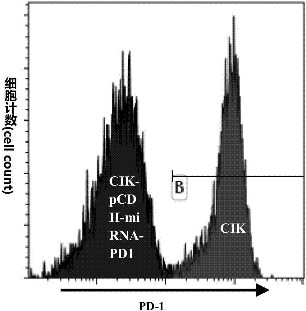 能敲低內(nèi)源性PD?1表達(dá)的CIK及其制備方法與應(yīng)用與流程