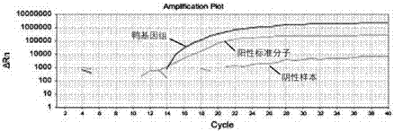 鴨源性成分PCR檢測用陽性標準分子、制備及檢測方法與流程