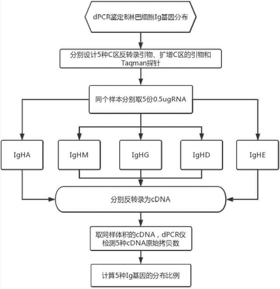 利用数字PCR鉴定B淋巴细胞的Ig基因分布的方法与流程