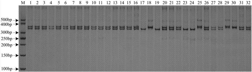 与辣椒不育恢复基因紧密连锁的分子标记、方法及应用与流程