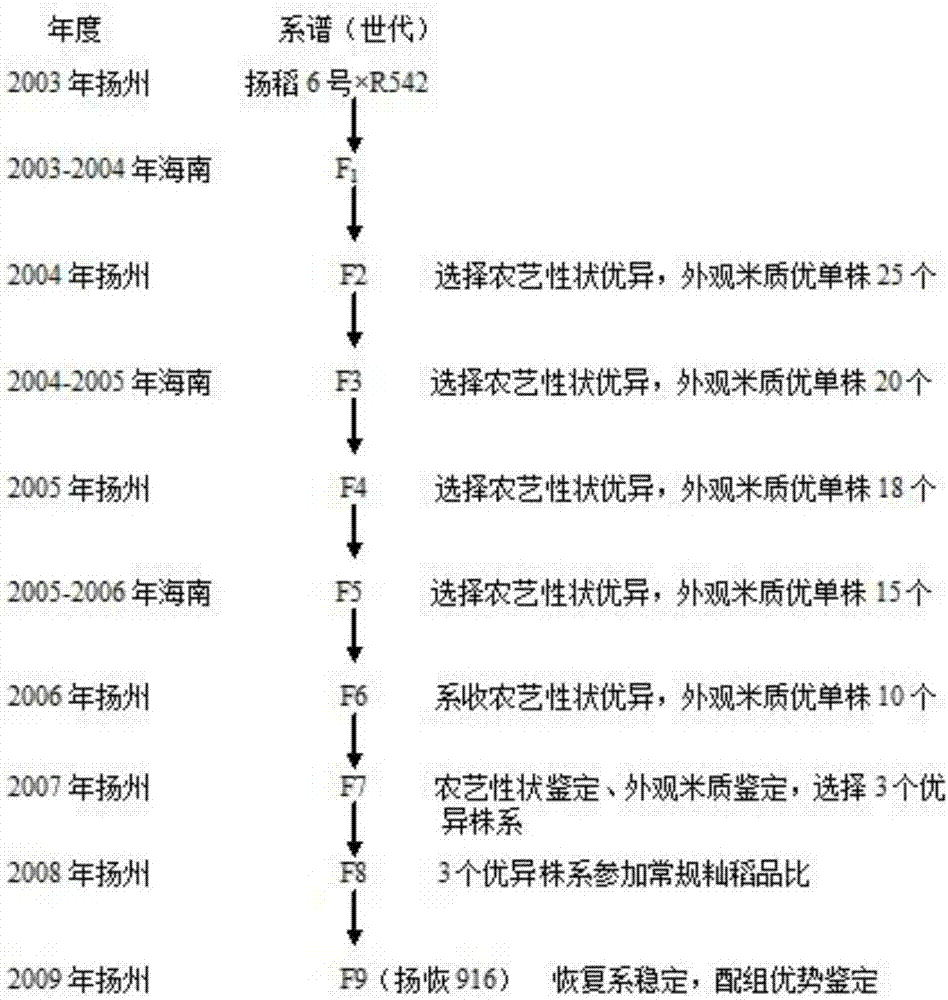 一种高粒重优质抗稻瘟病抗倒两系杂交水稻品种的育种方法与流程