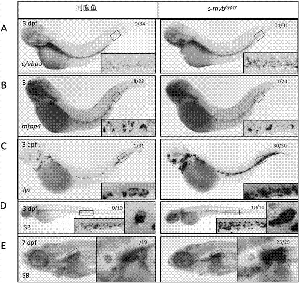c-myb異常激活的斑馬魚及其在高通量藥物篩選中的用途的制作方法與工藝