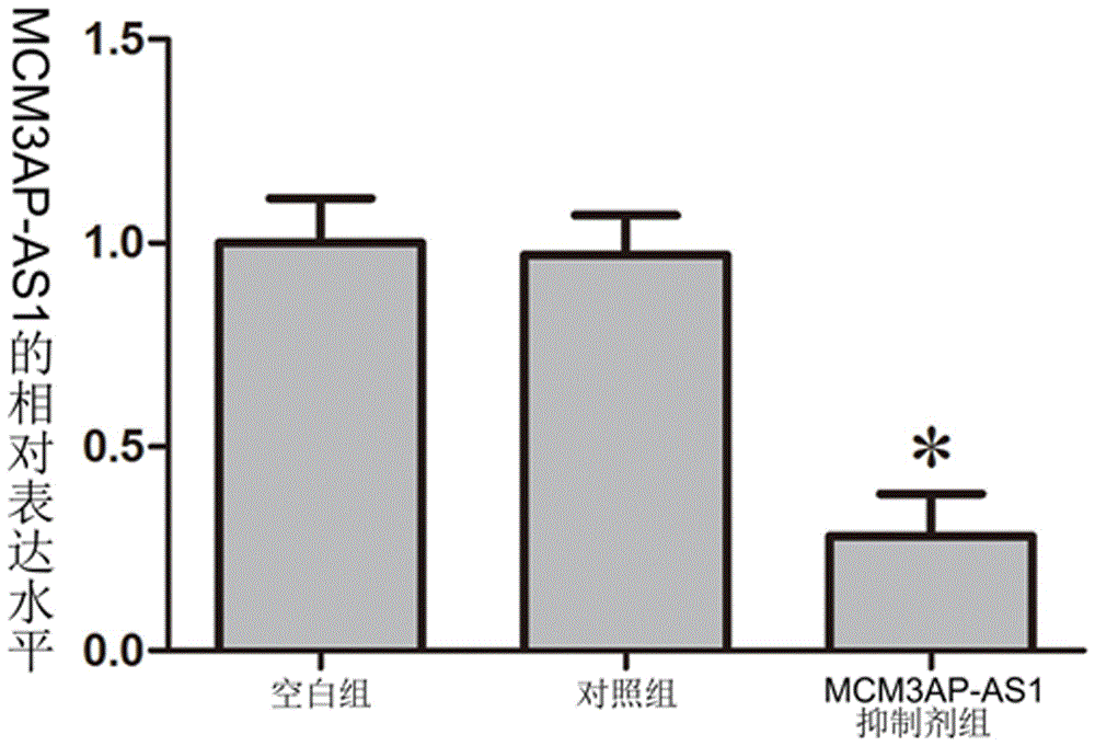 一种MCM3AP‑AS1基因的靶向抑制剂及其用途的制作方法