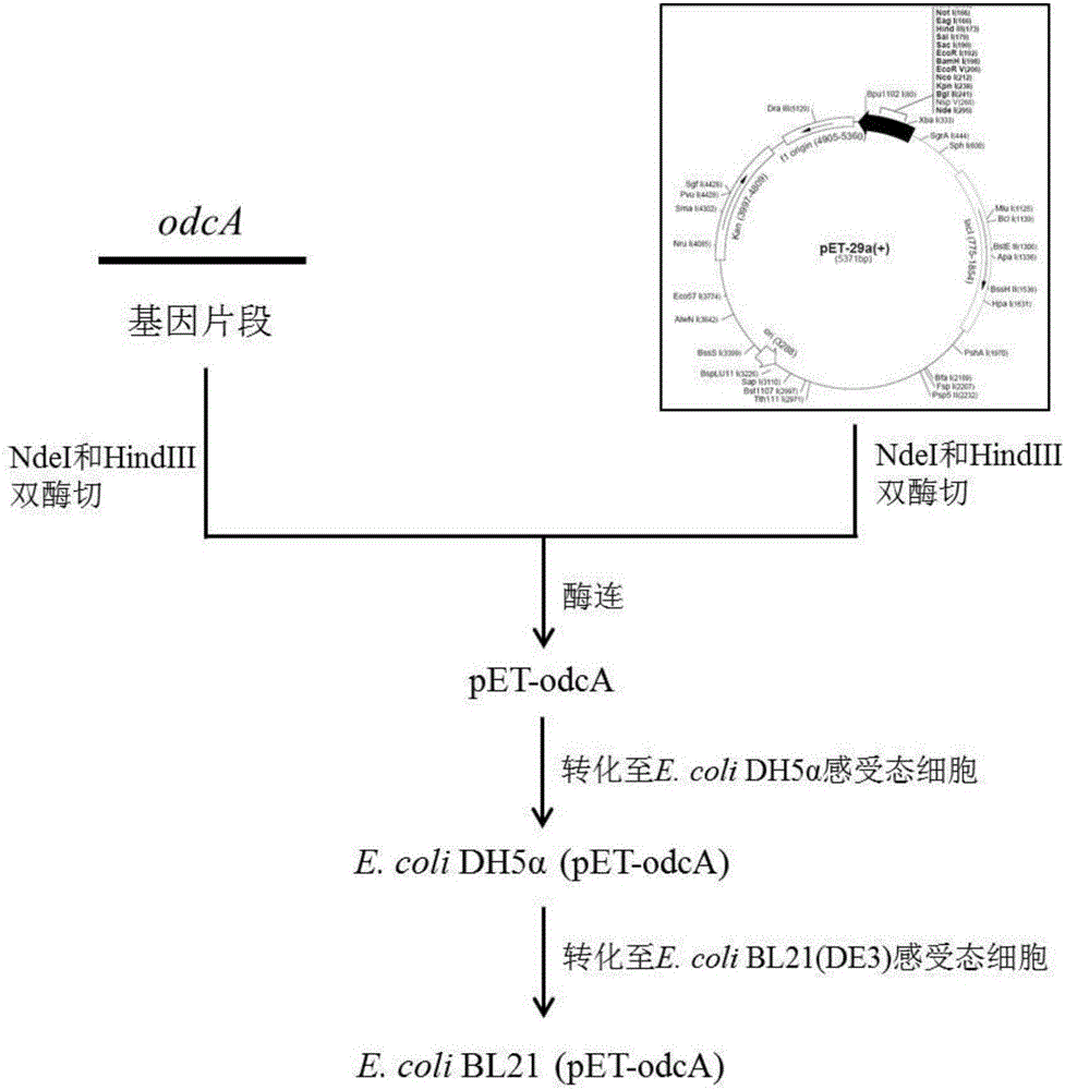 一种卤代对羟基苯甲酸氧化脱羧酶基因odcA及其应用的制作方法