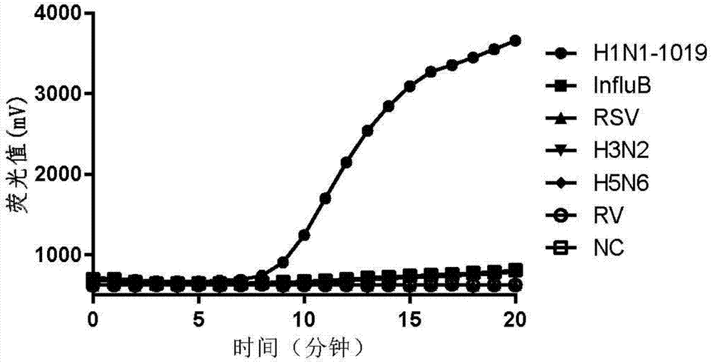 一种用于检测甲型H1N1病毒的荧光RT‑RAA引物、探针及检测方法与流程