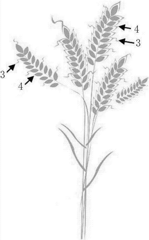 一种小麦抗穗发芽育种大田选种方法与流程