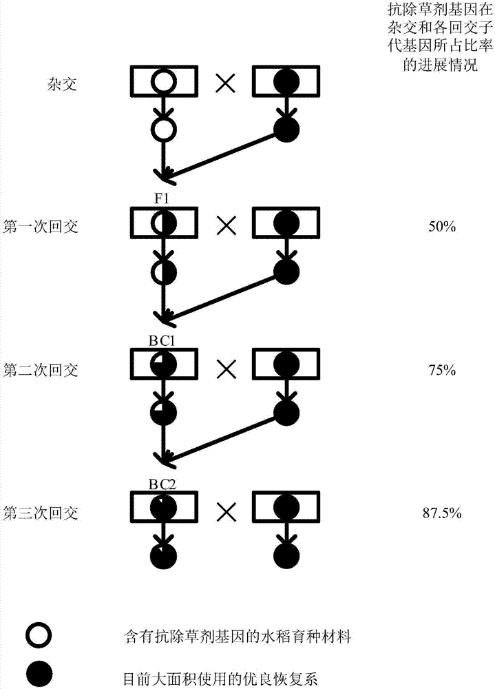 杂交水稻育种方法,杂交水稻制种方法及种衣剂与流程