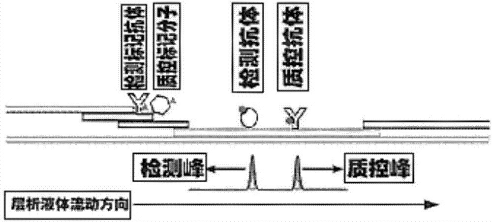 定量检测人表皮生长因受体2（HER2）的双光祖荧光免疫层析试剂盒及其制备方法与流程