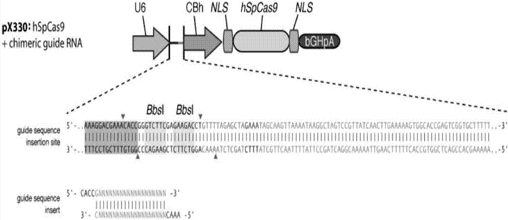 使用crispr62cas系统对间充质干细胞进行casp3基因敲除的方法与流程