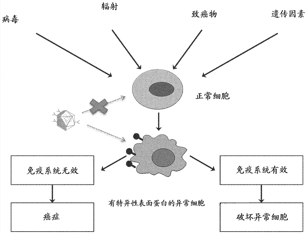 用于靶向药物递送的自组装分子的制作方法