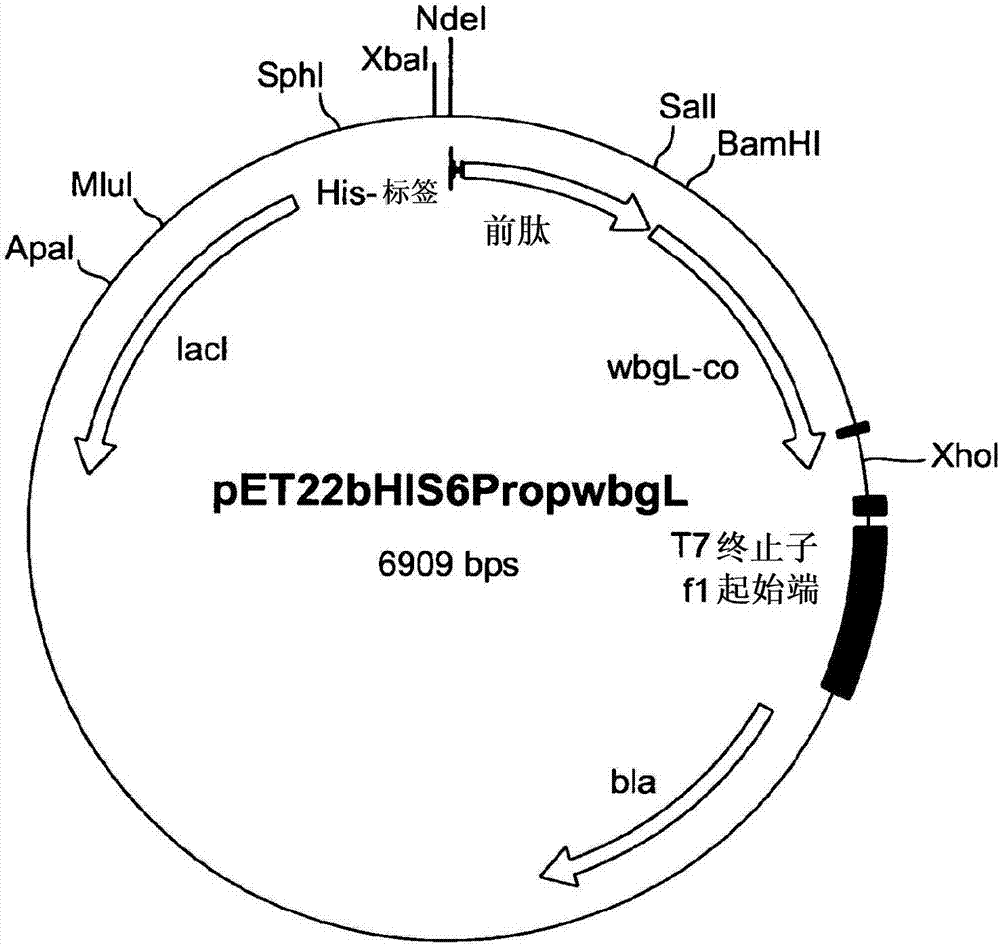 岩藻糖基转移酶及其应用的制作方法