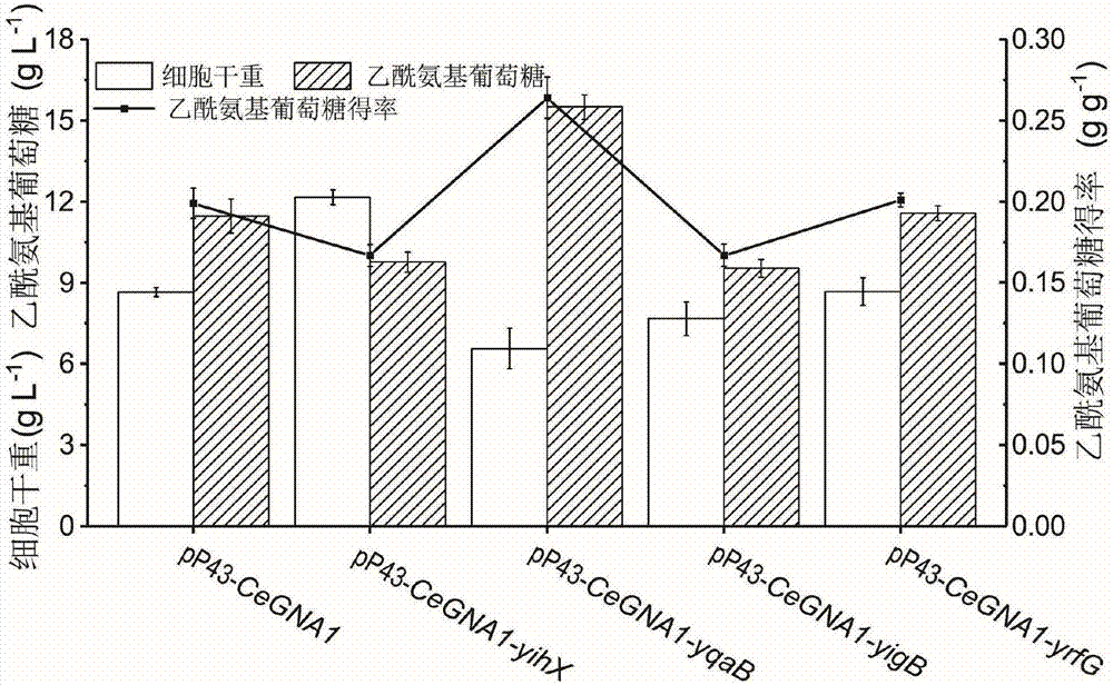 一种提高重组枯草芽孢杆菌乙酰氨基葡萄糖产量的方法与流程