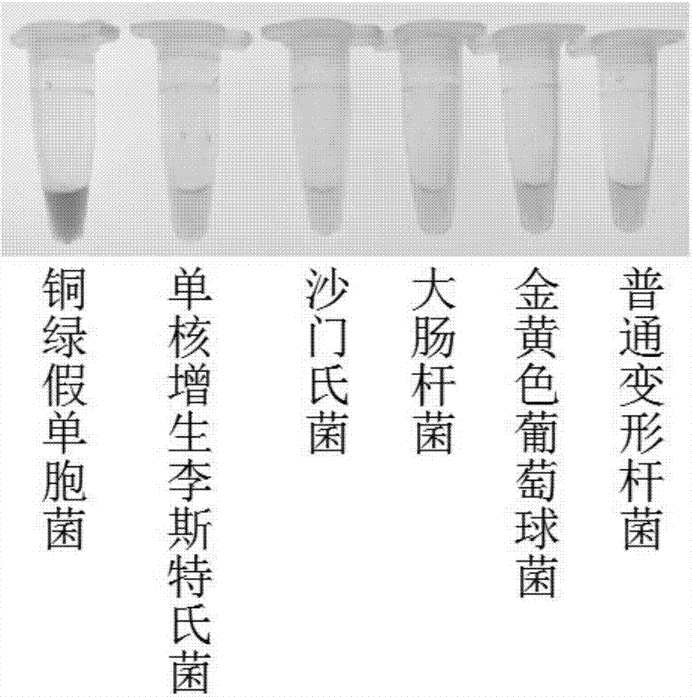 可视化lamp检测铜绿假单胞菌的引物组试剂盒及方法与流程