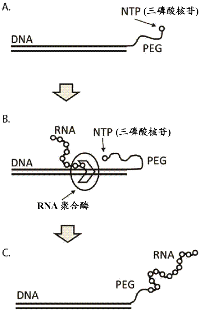 DNA展示及其方法与流程