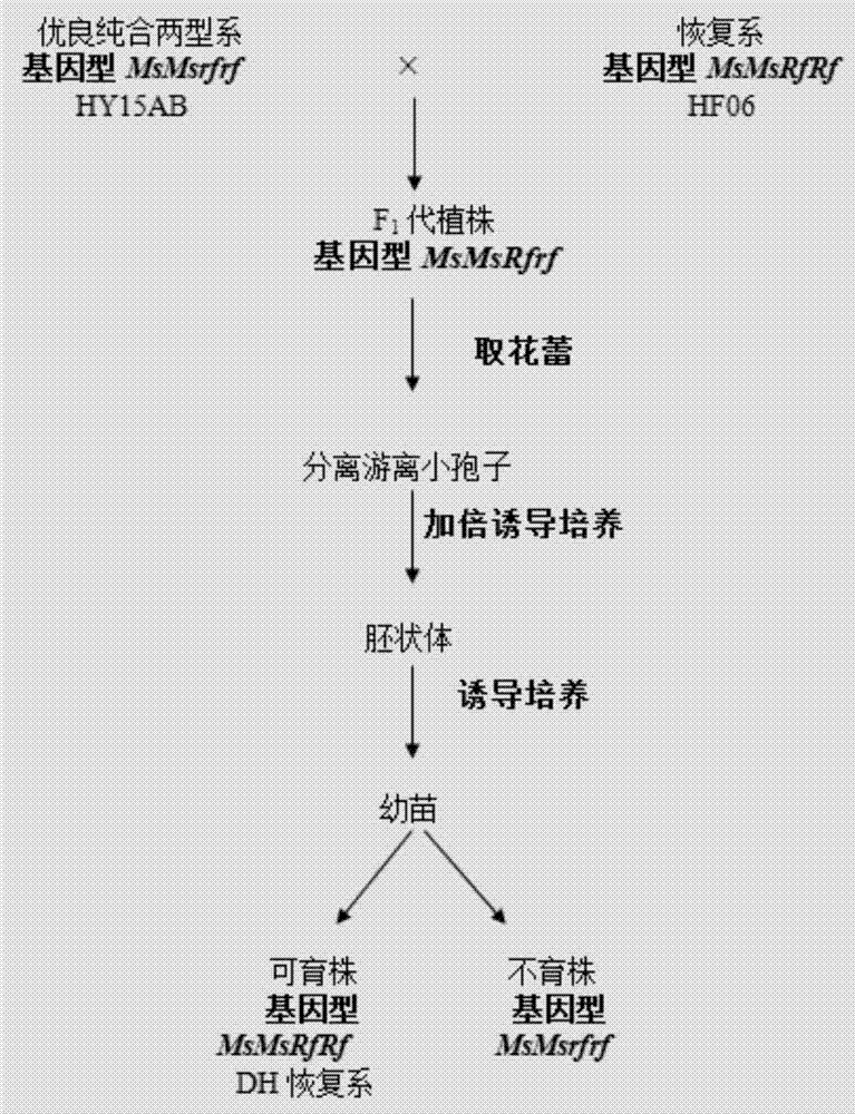 一种甘蓝型油菜显性核不育恢复系的选育方法与流程