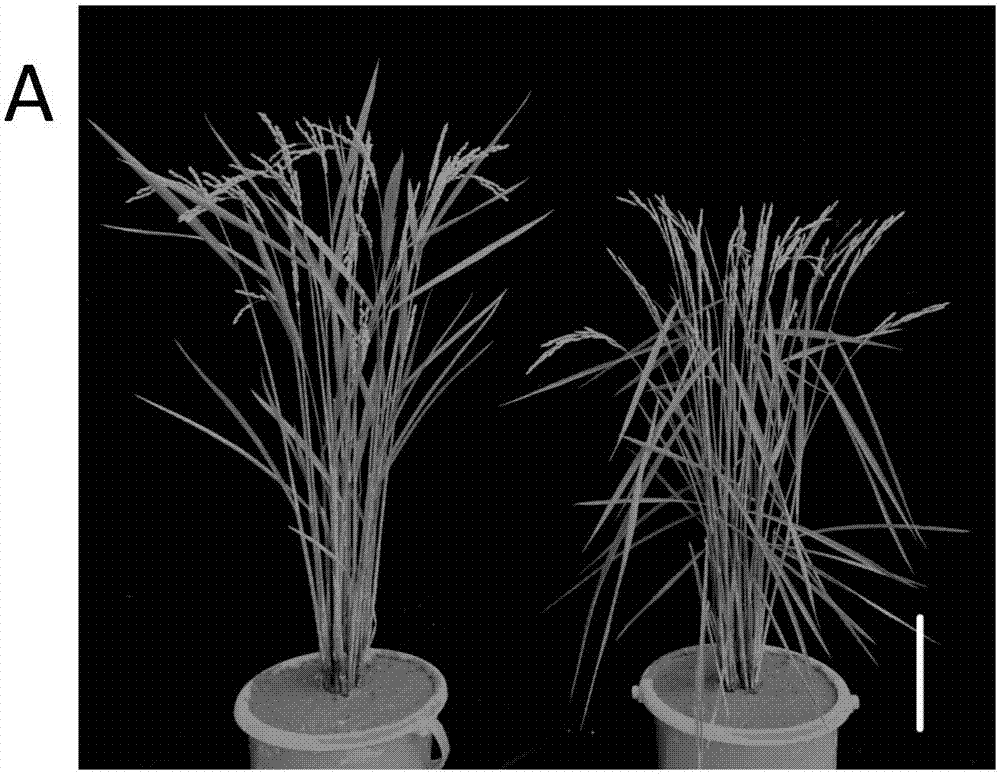 水稻粒宽基因GW5L及其应用的制作方法