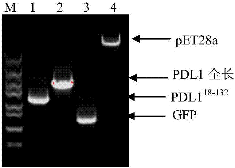 一种基于蛋白互作用于检测细胞PD1表达情况的融合蛋白及其应用的制作方法