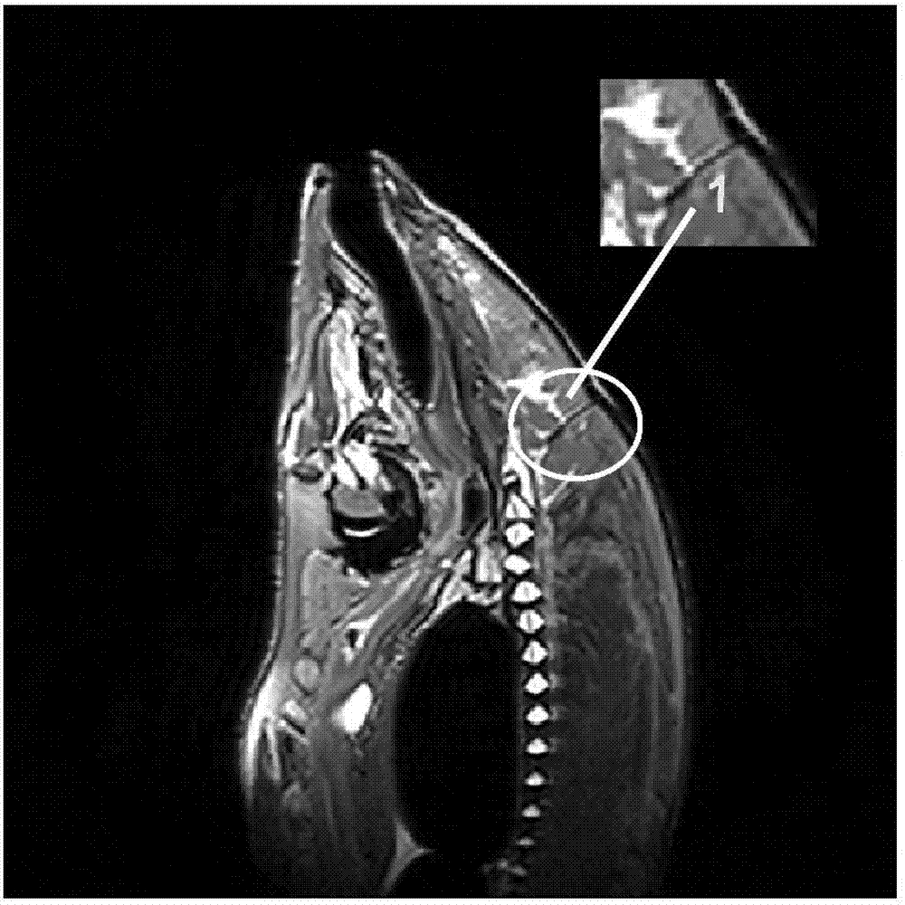 一种将鲤鱼磁共振扫描坐标转换为脑立体定位坐标的方法与流程