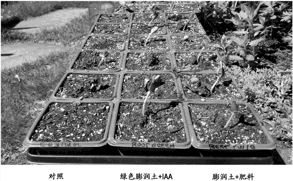 膨润土用于提高植物生长相关性状的用途的制作方法